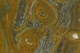 Polished Mesoproterozoic Stromatolite (Conophyton) - Australia #353319-1